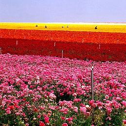 曝《最后生还者》多人游戏开发4年 取消后导致高层下台